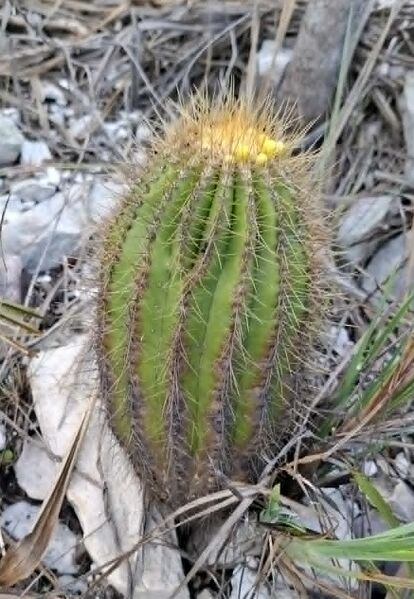 Fájl:Arrojadoa bahiensis subsp. flava.BJ 03.jpg