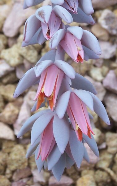 Fájl:Echeveria laui-002.jpg