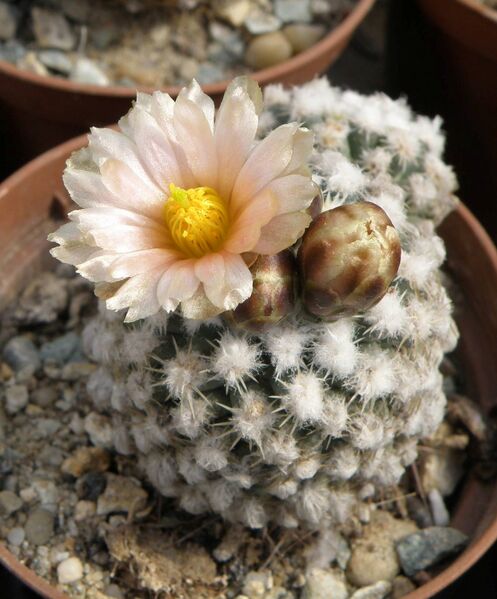 Fájl:Pediocactus bradyi subsp. winkleri-002.jpg