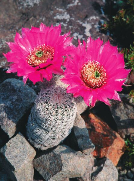 Fájl:Pozsgáslap 079-000.jpg