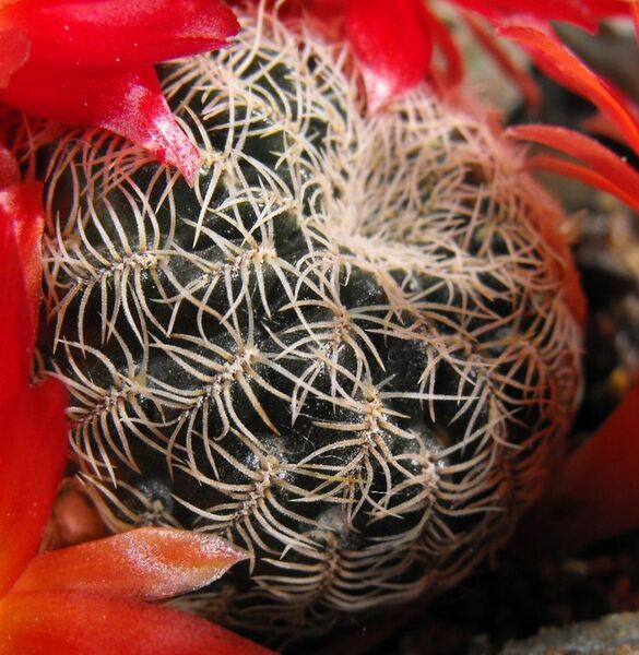 Fájl:Rebutia vasqueziana alba-1.jpg