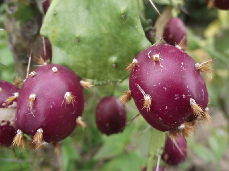 Fájl:Brasiliopuntia brasiliensis 02-001.jpg