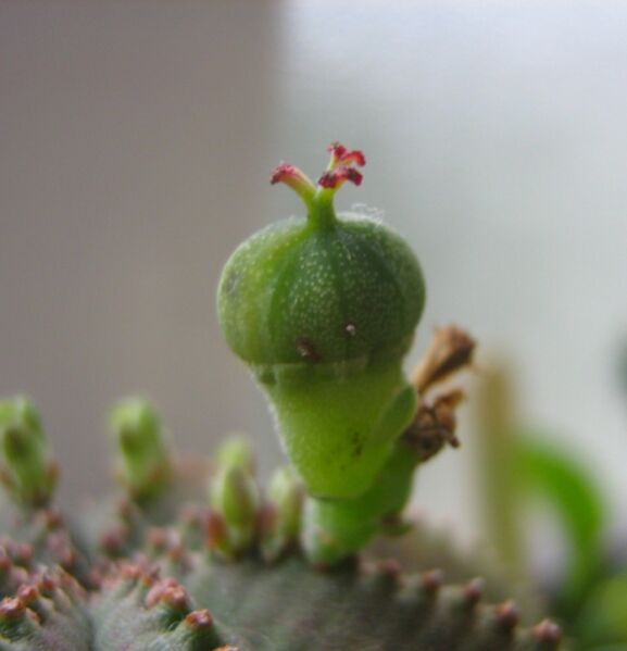 Fájl:Euphorbia obesa-001.jpg
