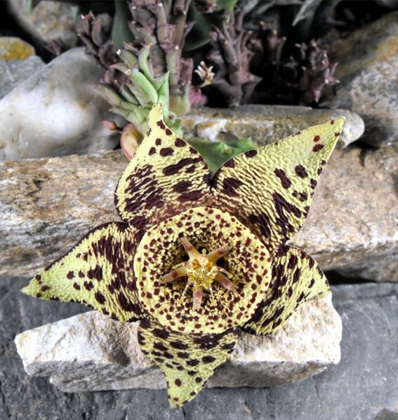 Fájl:Orbea variegata 01-2.jpg