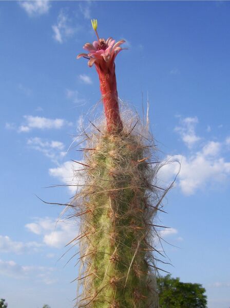 Fájl:Oreocereus celsianus-0.jpg
