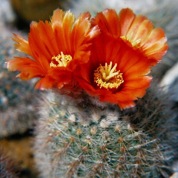 Fájl:Parodia microsperma 02-002.jpg