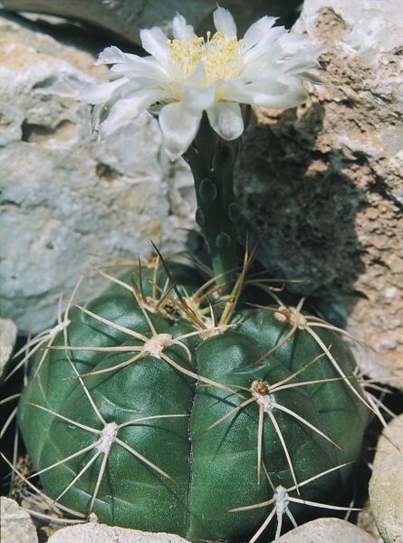 Fájl:Pozsgáslap 066-000.jpg