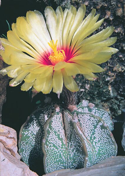 Fájl:Pozsgáslap 090-001.jpg