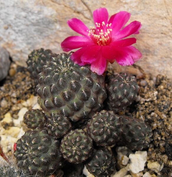 Fájl:Rebutia canigueralii pasopayana-002.jpg