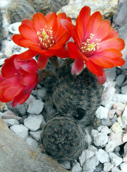 Fájl:Rebutia pygmaea iscayachensis-0.jpg