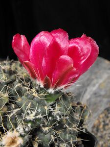 Cumulopuntia subterranea pulcherrima