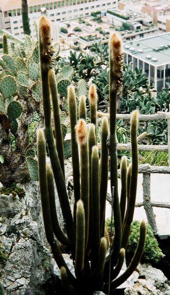 Fájl:Espostoa guentheri-002.jpg