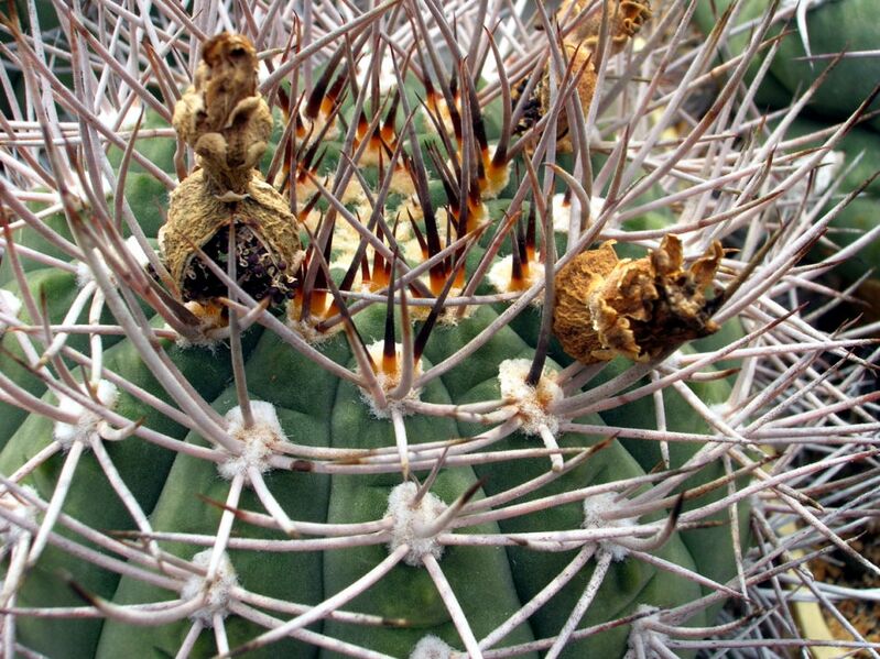 Fájl:Gymnocalycium hossei mazanense-001.jpg
