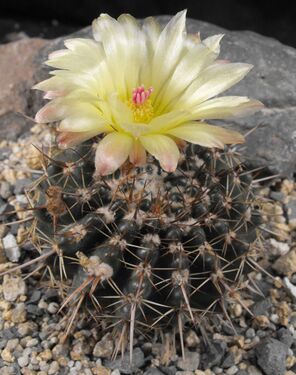 Notocactus mammulosus