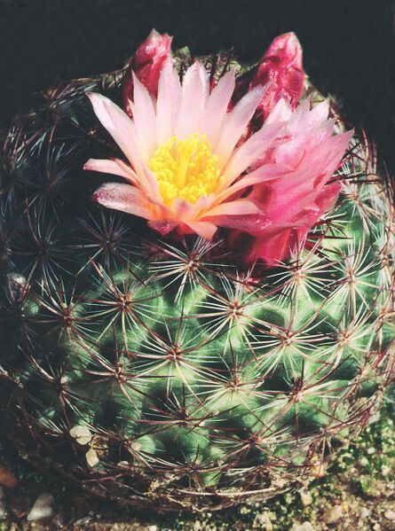 Fájl:Pozsgáslap 034-000.jpg