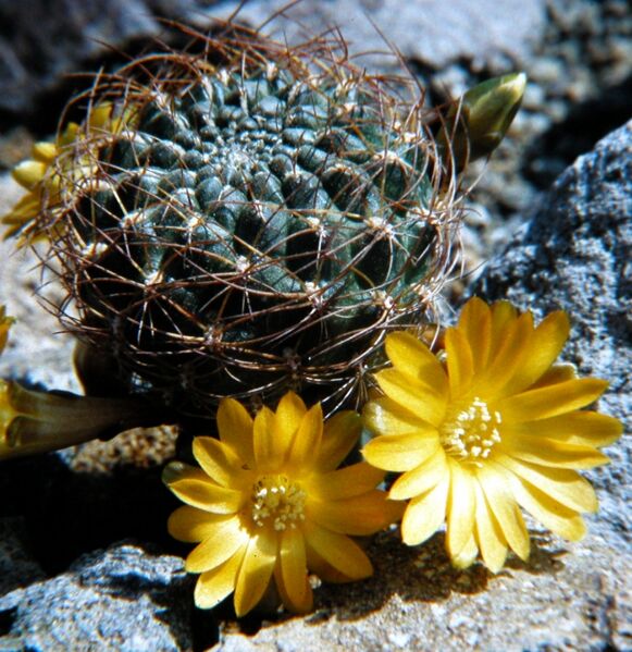 Fájl:Rebutia breviflora-2.jpg
