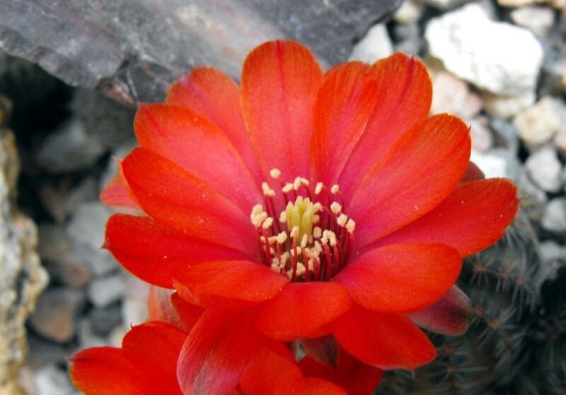 Fájl:Rebutia pygmaea iscayachensis-2.jpg