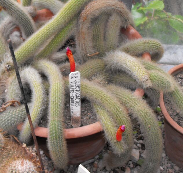 Fájl:Cleistocactus brookeae vulpis-cauda-001.jpg