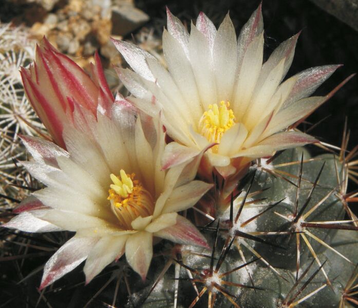 Fájl:Coryphantha gerorgii-002.jpg