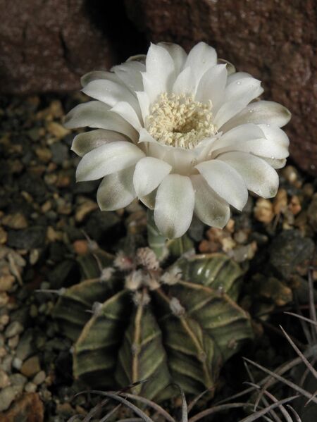 Fájl:Gymnocalycium stenopleurum-001.jpg