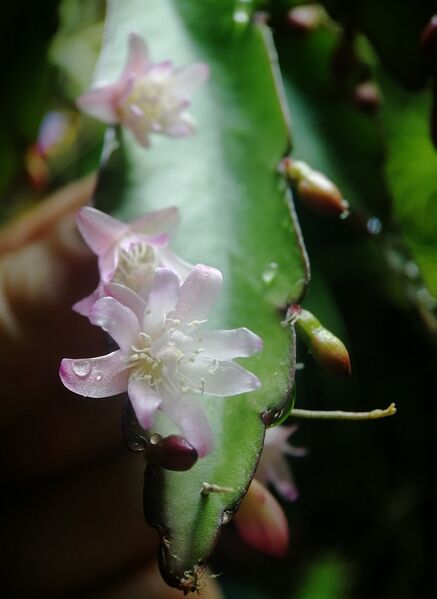 Fájl:Lepismium floribundum.VZs 01.jpg