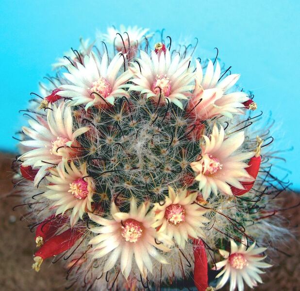 Fájl:Mammillaria bocasana eschauzierii-1.jpg