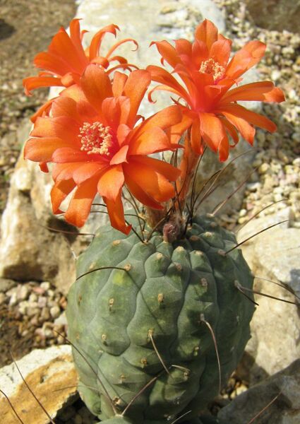 Fájl:Matucana madisoniorum-000.jpg