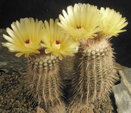 Notocactus mammulosus var. arbolitoensis