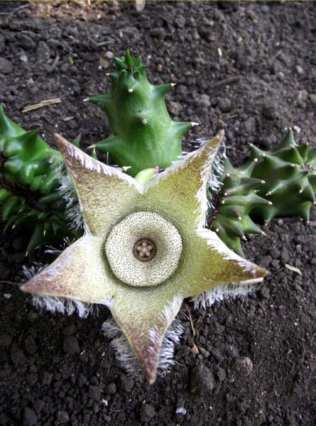 Fájl:Orbea ciliata-0.jpg