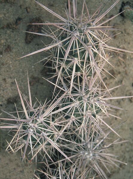 Fájl:Pozsgáslap 052-000.jpg