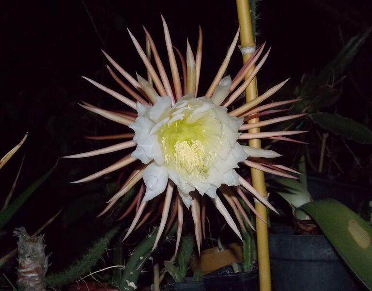 Selenicereus graniflodrus