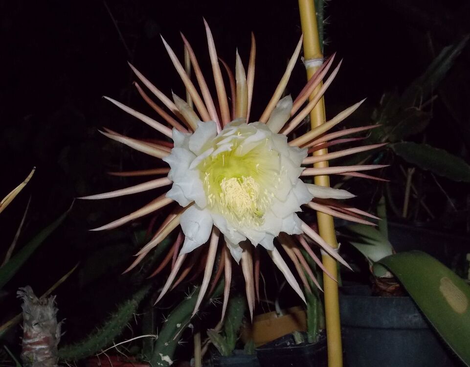 Selenicereus graniflodrus