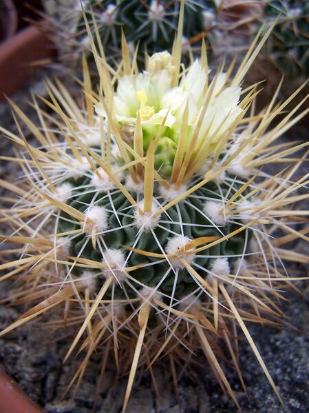 Fájl:Stenocactus vaupelianus-2.jpg
